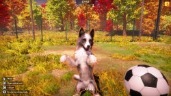 Animal Shelter 2